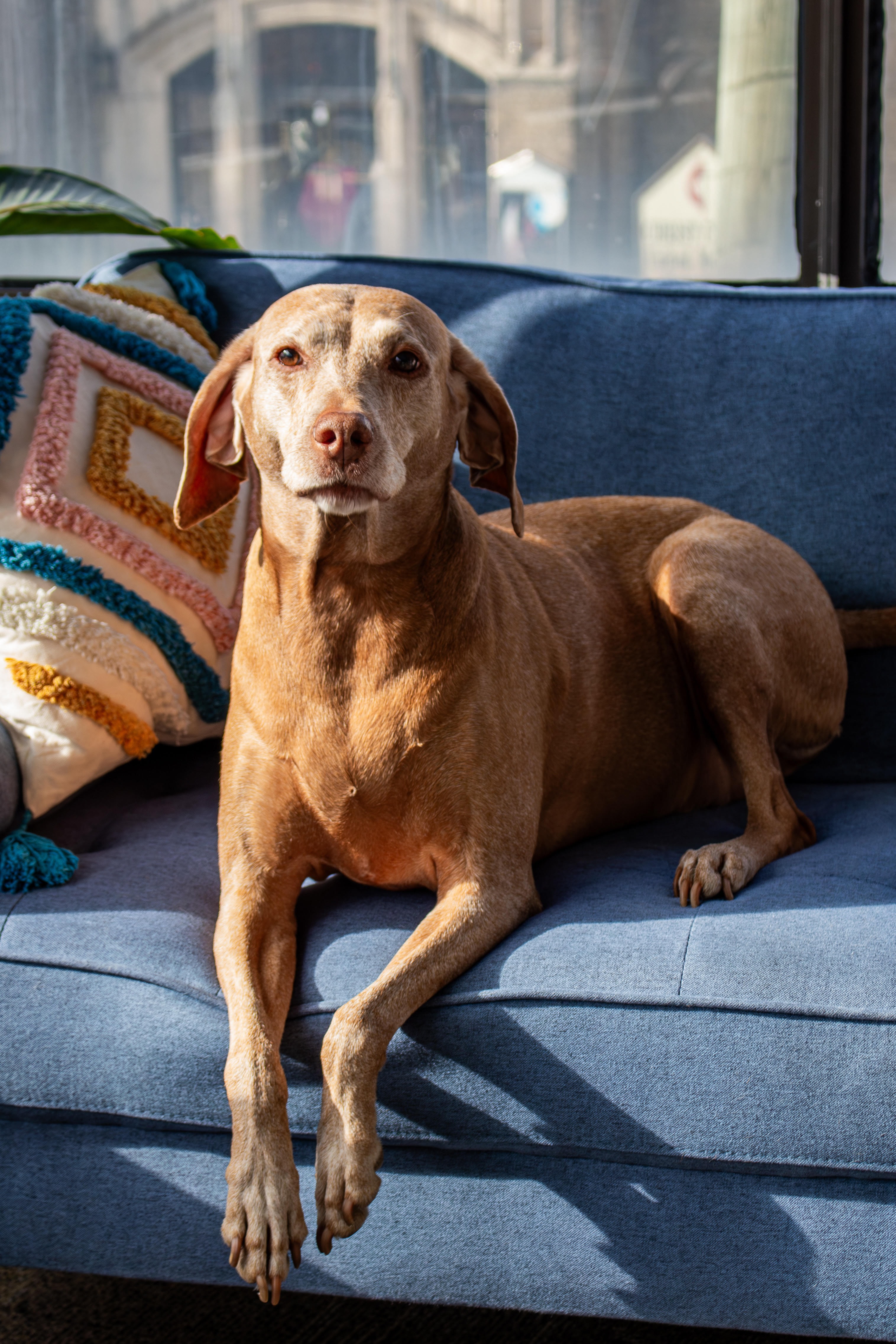 Maggie, the studio dog